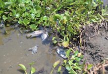 Atiende Ayuntamiento de Veracruz reporte por mortandad de peces en laguna Tarimoya